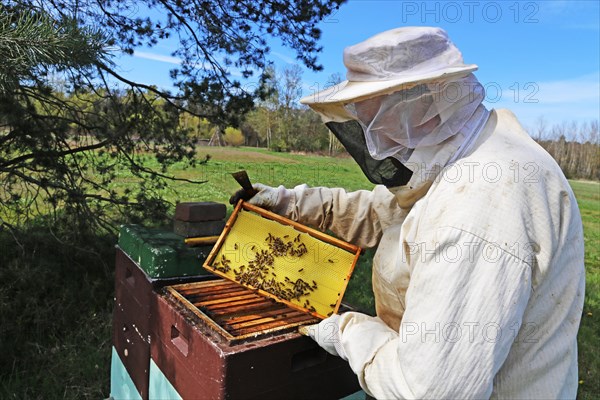 Beekeeper works on his hive