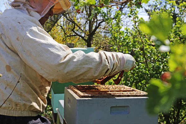 Beekeeper works on his hive