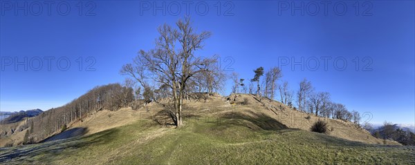 Solitary tree at the Lauchweid, behind Lauchflue, clearing on the second Jura chain, Eptingen, Canton Baselland, Switzerland, Europe