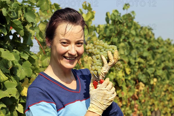 Symbolic image: Young woman hand-picking Chardonnay from the Norbert Gross winery in Meckenheim Pfalz (Bad Duerkheim district)