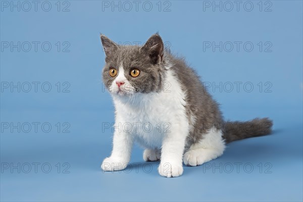 Pedigree cat Selkirk Rex. Kitten, age 10 weeks, colour blue white, studio picture