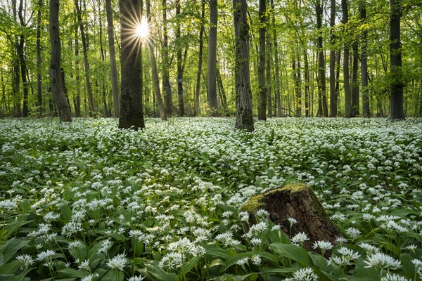A deciduous forest with white flowering ramson (Allium ursinum) in spring in the evening sun with a sun star. A tree stump in the foreground. Rhine-Neckar district, Baden-Wuerttemberg, Germany, Europe