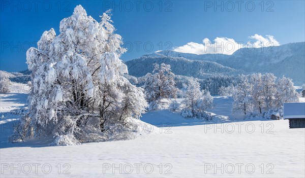 Winter landscape with snow-covered tree in front of the Heimgartren 1791m, Ohlstadt, Loisachtal, The Blue Country, Bavarian Alps, Upper Bavaria, Bavaria, Germany, Europe