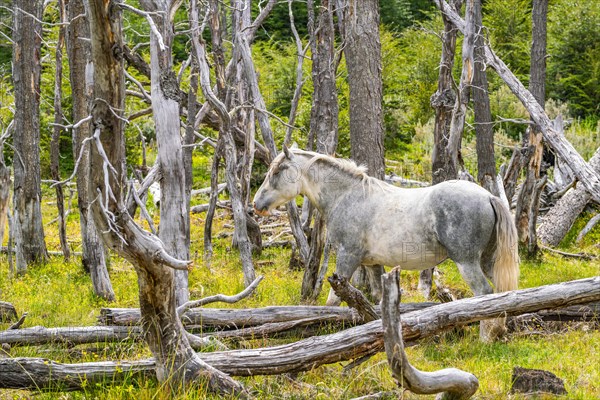 Horse, grey, grazing between dead trees, Tierra del Fuego National Park, Tierra del Fuego Island, Patagonia, Argentina, South America