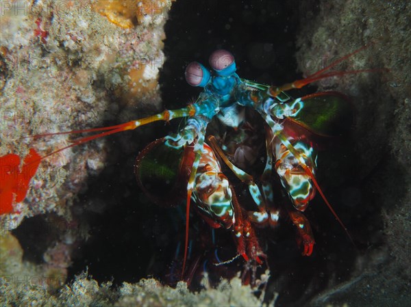 Peacock mantis shrimp (Odontodactylus scyllarus), Sodwana Bay National Park dive site, Maputaland Marine Reserve, KwaZulu Natal, South Africa, Africa