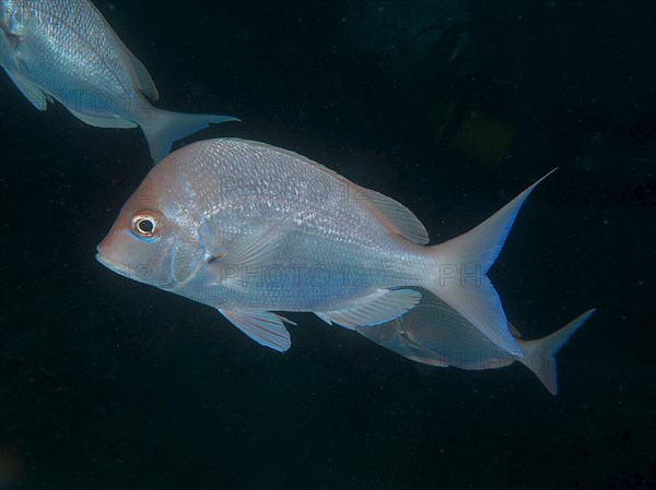 Slinger sea bream (Chrysoblephus puniceus), dive site Sodwana Bay National Park, Maputaland Marine Reserve, KwaZulu Natal, South Africa, Africa