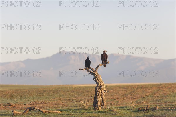 Iberian Eagle. Spanish Imperial Eagle (Aquila adalberti), Extremadura, Castilla La Mancha, Spain, Europe