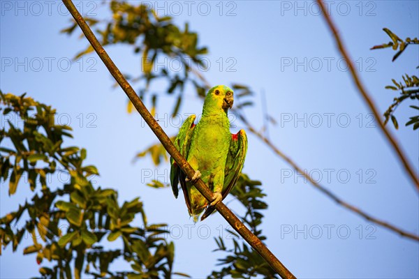 Blue-fronted Amazon (Amazona aestiva (Pantanal Brazil