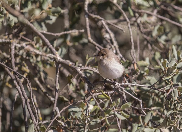 Marico flycatcher Bradornis mariquensis), Extremadura, Castilla La Mancha, Spain, Europe