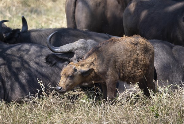 African buffalo (Syncerus caffer caffer), calf with herd, African savannah, Kruger National Park, South Africa, Africa