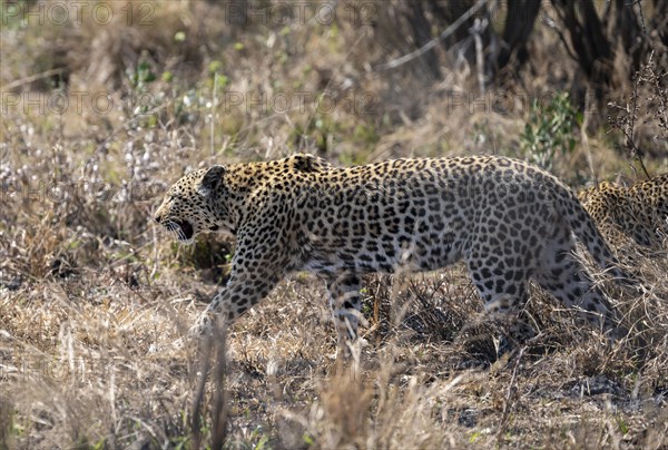 Leopard (Panthera pardus) walking through dry grass, calling for cubs, adult female, Kruger National Park, South Africa, Africa