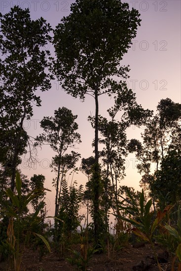 Silhouetted against the sun, trees emerge in a cardamom plantation near Munnar, Kerala, India, Asia