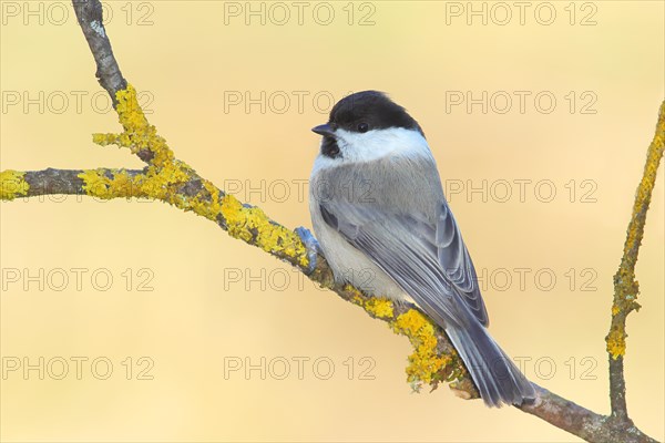 Marsh tit (Parus palustris) sitting on a branch overgrown with lichen, Wildlife, Animals, Birds, Siegerland, North Rhine-Westphalia, Germany, Europe