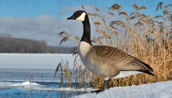 KI generated, animal, animals, bird, birds, biotope, habitat, one, individual, water, ice, snow, winter, reed, blue sky, foraging, wildlife, seasons, canada goose (Branta canadensis), goose, geese, goose bird