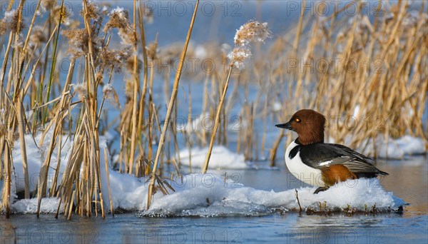 Ai generated, animal, animals, bird, birds, biotope, habitat, a, individual, swims, water, reeds, water lilies, blue sky, foraging, wildlife, summer, seasons, goldeneye