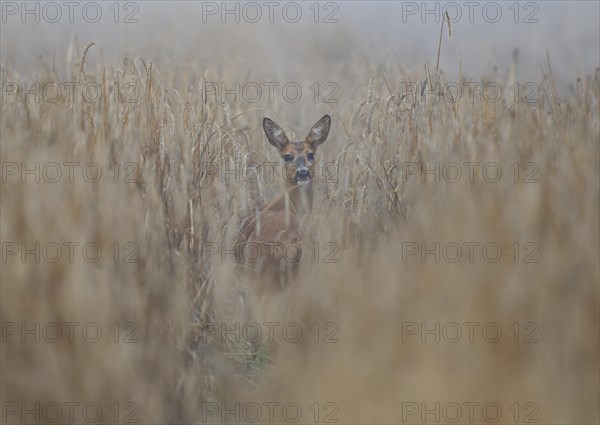 European roe deer (Capreolus capreolus), doe standing in a cornfield, wildlife, Thuringia, Germany, Europe
