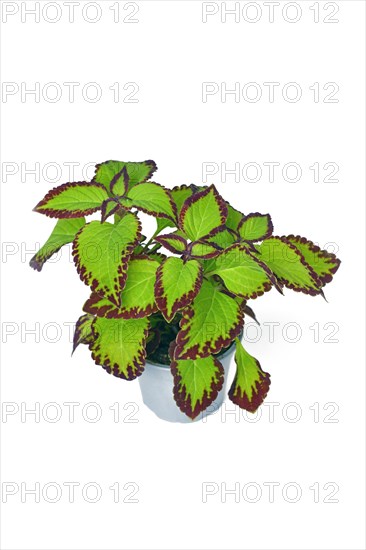 Potted painted nettle 'Coleus Blumei Velvet' plant on white background