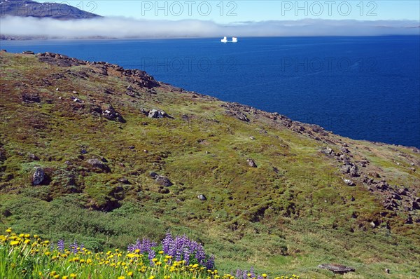 Colourful meadow in front of a foggy fjord with icebergs, Qaqortoq, Greenland, Denmark, North America