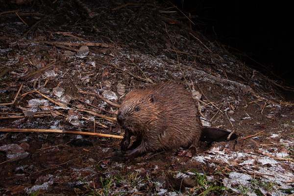 European beaver (Castor fiber) at the beaver lodge in winter, Thuringia, Germany, Europe