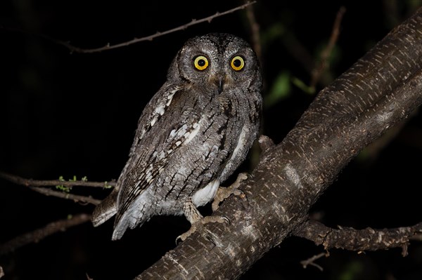 African scops owl (Otus senegalensis), Namibia, Africa