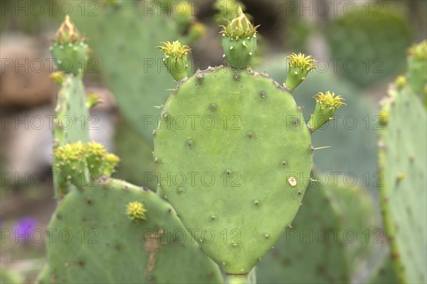 Cactus pear (Opuntia ficus-indica), Botanical Garden, Erlangen, Middle Franconia, Bavaria, Germany, Europe