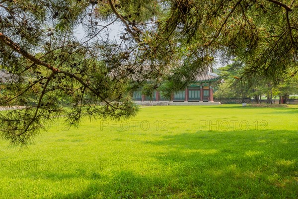 Oriental style building with beautifully manicured lawn behind branches of evergreen tree in public park in South Korea