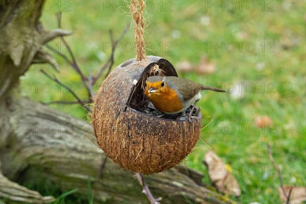 Robin with food in beak sitting on food bowl looking from the front