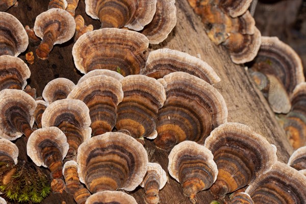 Butterfly stramete zonal white light brown and brown fruiting bodies next to each other on tree trunk