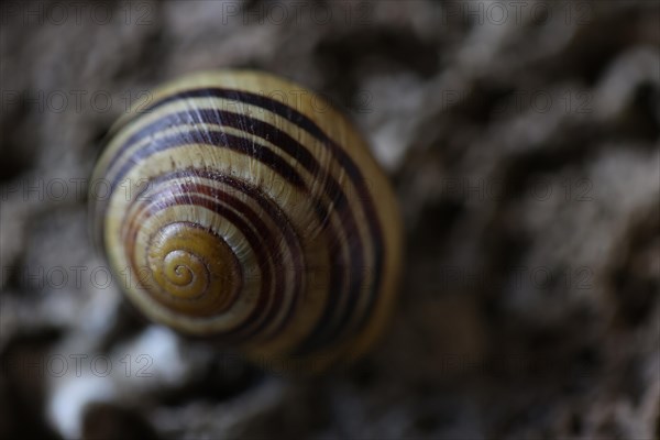 Small snail shell in shades of yellow and brown lies on a colour-matching background of tuff, Bavaria, Germany, Europe