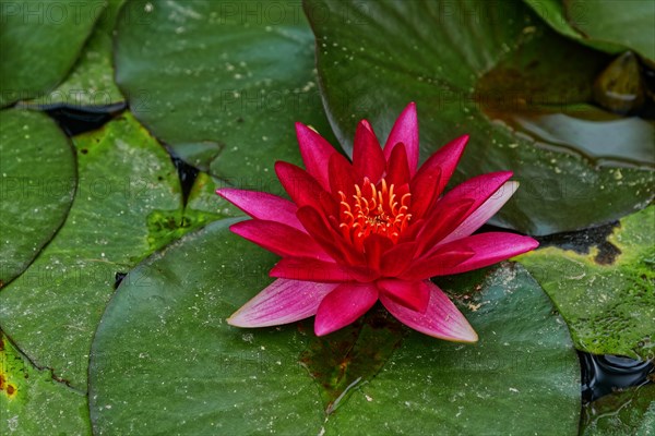 Single pink water lily on a leaf in a pond, Terra Nostra Park, Furnas, Sao Miguel, Azores, Portugal, Europe