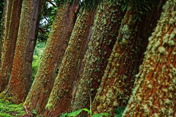 Pattern of tree trunks covered with moss in dense green forest, Furnas Lake, Furnas, Sao Miguel, Azores, Portugal, Europe