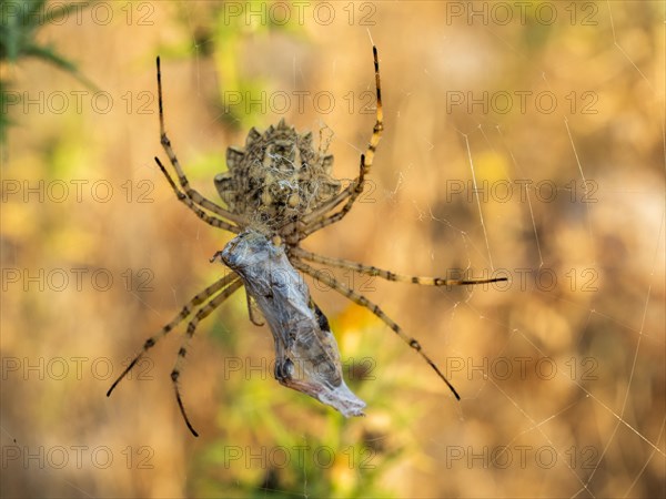 Spider with a grasshopper as prey, Lopar, Croatia, Europe