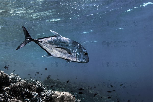 Bigeye jack mackerel (Caranx latus), Wakatobi Dive Resort, Sulawesi, Indonesia, Asia