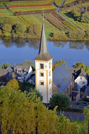View of the St Laurentius Church from the wine village of Bremm am Calmont, Moselle, Rhineland-Palatinate, Germany, Europe