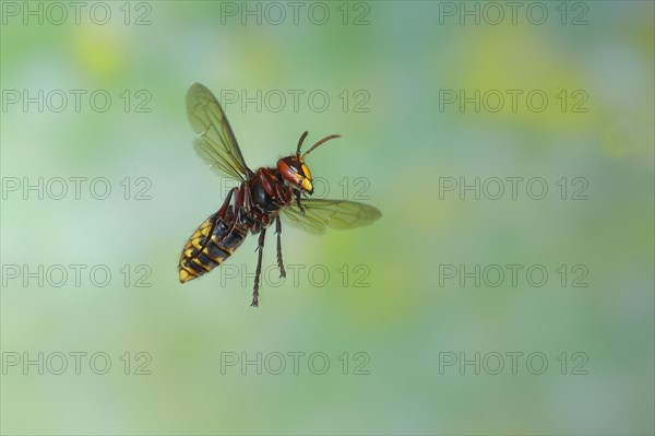 European hornet (Vespa crabro), worker in flight, flight photo, high-speed photo, North Rhine-Westphalia, Germany, Europe