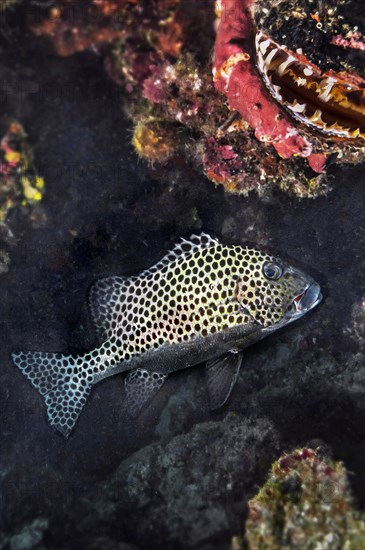 Blackspotted rubberlip (Plectorhinchus gaterinus), and spiny oyster (Spondylus), Wakatobi Dive Resort, Sulawesi, Indonesia, Asia