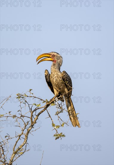 Red-ringed Hornbill (Tockus leucomelas) sitting on a branch against a blue sky, with open beak, Kruger National Park, South Africa, Africa