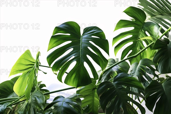 Tropical large Monstera Deliciosa houseplant. KI generiert, generiert AI generated