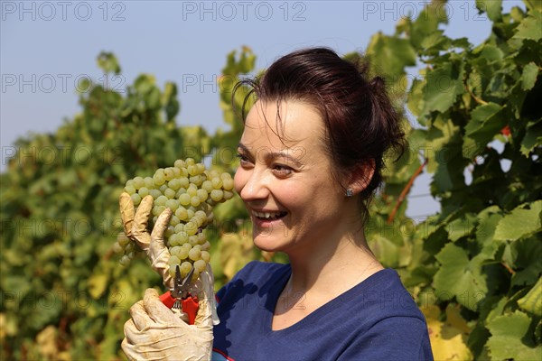 Symbolic image: Young woman hand-picking Chardonnay from the Norbert Gross winery in Meckenheim Pfalz (Bad Duerkheim district)