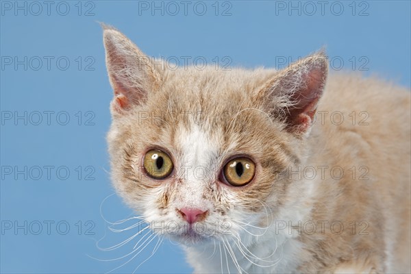 Pedigree cat Selkirk Rex, kitten, age 10 weeks, colour fawn tortie white, animal portrait, studio picture