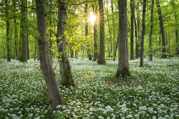 A deciduous forest with white flowering ramson (Allium ursinum) in spring in the evening sun with a sun star. Rhine-Neckar district, Baden-Wuerttemberg, Germany, Europe