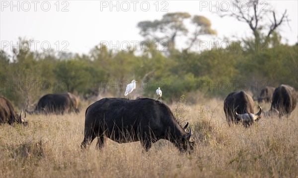 Cattle egret (Bubulcus ibis) sitting on the back of a african buffalo (Syncerus caffer caffer), Cape buffalo grazing, African savannah, funny, Kruger National Park, South Africa, Africa