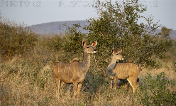 Greater Kudu (Tragelaphus strepsiceros) in dry grass, adult females in the evening light, alert, Kruger National Park, South Africa, Africa