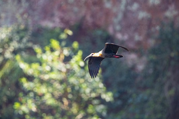 White-necked Ibis (Theristicus caudatus hyperorius) Pantanal Brazil