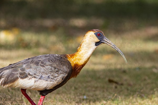 White-necked Ibis (Theristicus caudatus hyperorius) Pantanal Brazil