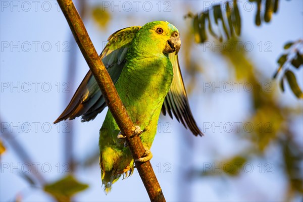 Blue-fronted Amazon (Amazona aestiva (Pantanal Brazil