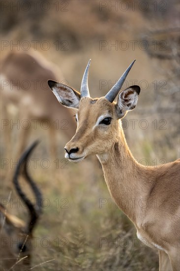 Impala (Aepyceros melampus), black heeler antelope, young male in the evening light, animal portrait, Kruger National Park, South Africa, Africa