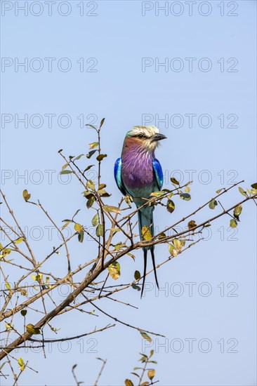 Lilac-breasted roller (Coracias caudatus) sitting on a branch in front of a blue sky, Kruger National Park, South Africa, Africa