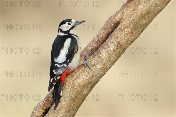 Great spotted woodpecker (Dendrocopos major), female, sitting on a branch, animals, birds, woodpeckers, Siegerland, North Rhine-Westphalia, Germany, Europe