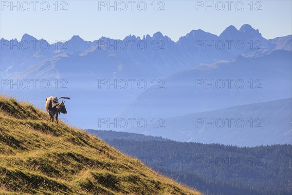 Cow standing on alpine meadow in front of mountains, summer, midday light, Wetterstein mountains, view of Kalkkoegel, Tyrol, Austria, Europe
